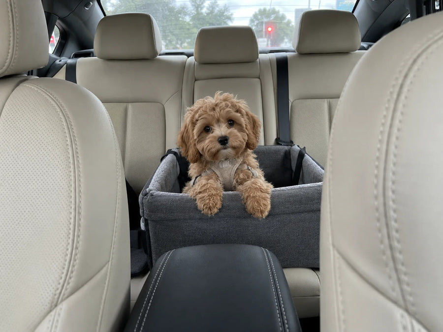Small dog alone in a back-seat booster, looking toward the driver